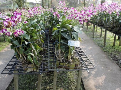 Jättestora plantor/buntar av någon orkidee. Vet inte arten men kolla in priset 200bht=50sek! Det är alltså för hela bunten, se buntbanden som håller ihop kockosskalen.