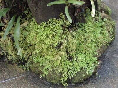 Liten detalj från en restaurang/trädgård/bad som var helt otroligt fylld med växter. Så här såg det ut överallt längst med golv och på stenar. Mossa mossa mossa och ormbunkar.