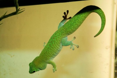 phelsuma madagascariensis grandis