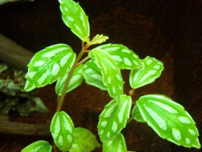 P4140019 (650x488).jpg