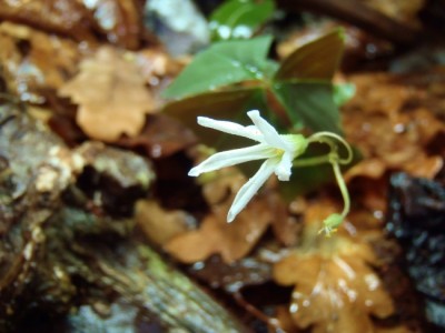 Klöver av något slag...