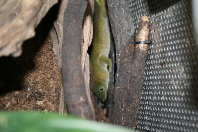 Hon är så grå :S Men det är väl för att hon är rädd när man kommer med kameran.