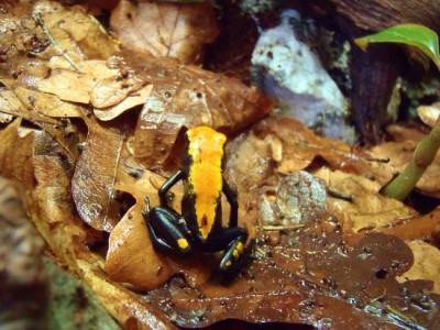 P4140057 (550x413).jpg