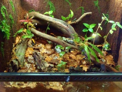 P4140059 (550x413).jpg