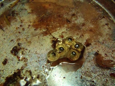 P4160036 (550x413).jpg