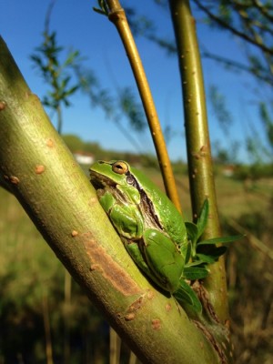 IMG_0068 (525x700).jpg