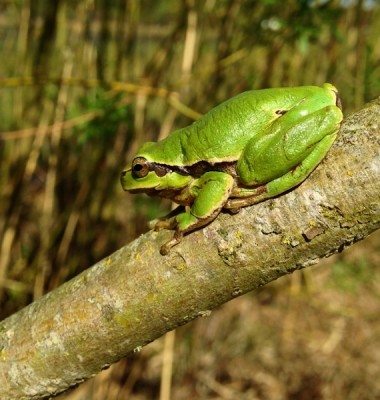 IMG_0083 (665x700) (570x600).jpg