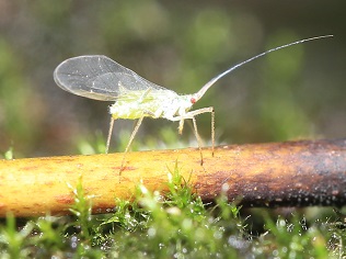 IMG_8020.JPG