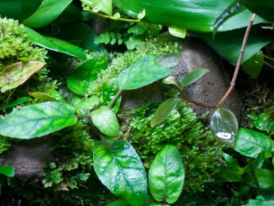 Terrariet_2014_08_2.jpg