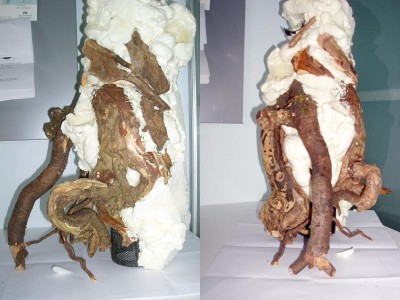 Bilderna är tagna innan skummet fått sig sin originalform. Stammen måste bli mindre i diameter för att det ska se riktigt bra ut i terrariet.