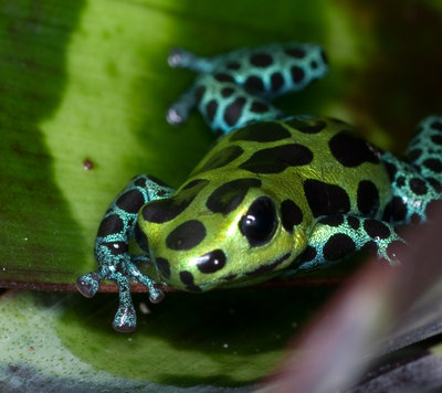R-variabilis-Giant-Southern-20121108.jpg