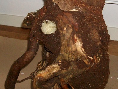 Närbild vid rötterna, det kommer ligga stenar mellan dem för att dölja filteringången.<br />Sedan ska det vara lite grus i botten som kommer hjälpa till med illusionen av att rötterna är fastväxta.