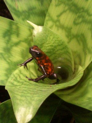 sylvatica diablo