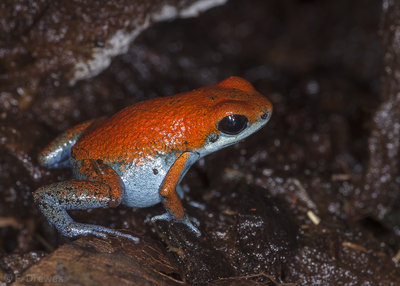 Oophaga sp. Escudo