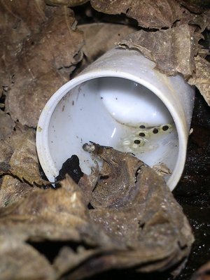 Histrionica ägg
