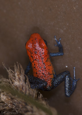 Oophaga pumilio 'Blue Jeans' unge
