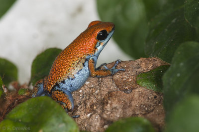 Oophaga sp. Escudo