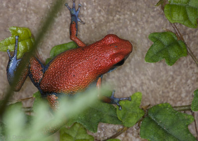Oophaga sp. Escudo