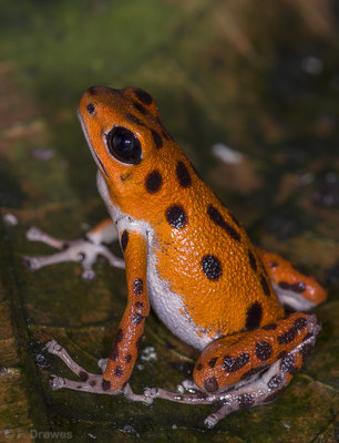 Oophaga pumilio 'Bastimentos', ung hane