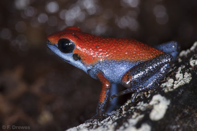 Oophaga sp. Escudo (ungdjur, ungefär 2 månader)