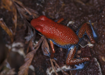 Oophaga sp. Escudo (ungdjur, ungefär 2 månader)