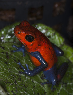 Oophaga pumilio "Blue Jeans" (hona)