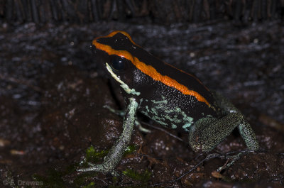Phyllobates vittatus