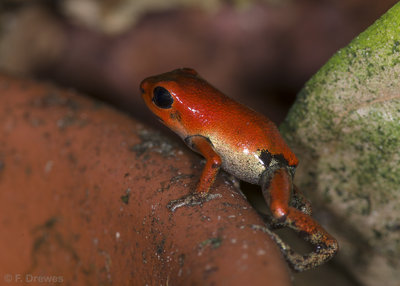 Oophaga pumilio 'Bastimentos' (gissningsvis 1-2 veckor gammal)
