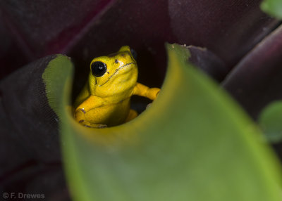Oophaga pumilio 'Boca del Drago'