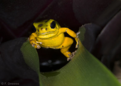 Oophaga pumilio 'Boca del Drago'