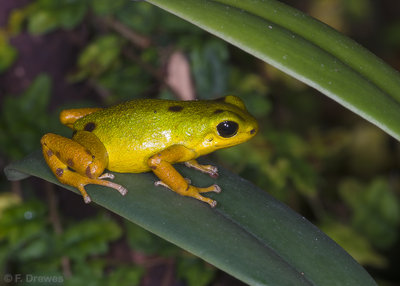 Oophaga pumilio 'Boca del Drago'