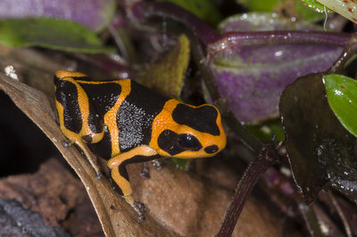Ranitomeya summersi