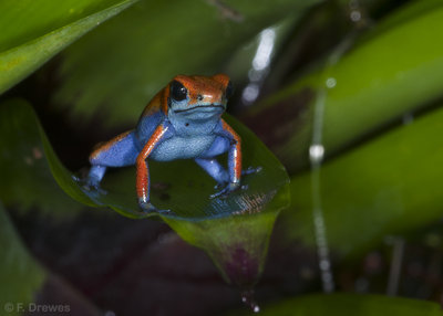 Oophaga sp. Escudo, ung testosteronbombare