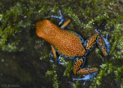 Oophaga sp. Escudo (hane)