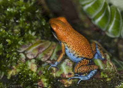 Oophaga sp. Escudo (hane)