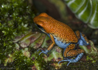 Oophaga sp. Escudo (hane)