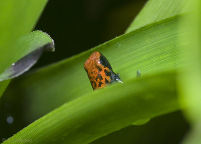 Oophaga pumilio (nyligen uppstiget ungdjur)