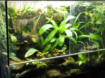 Det "stora" vivariet.