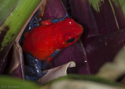 Oophaga pumilio 'Blue Jeans', ung hane.