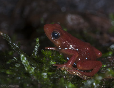 Epipedobates anthonyi