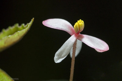 Begonia schulzei