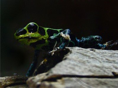 Ranitomeya imitator 'Cainarachi'