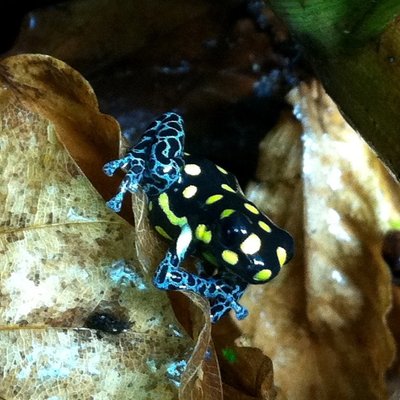 Ranitomeya vanzoliniii