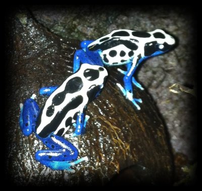 D t Oyapock.jpg (175.64 KiB) Visad 5463 gånger Dendrobates tinctorius 'Oyapock'