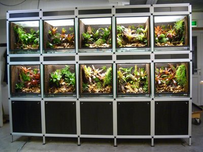 Thank you mr Ruud Schouten at Dutch Rana (www.dutchrana.nl) for letting me use your picture!