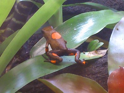 bullseye brown hanen igen