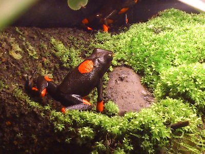 Bullseye svarta paret