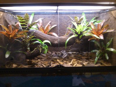 bullseye brown terrarium.JPG (398.27 KiB) Visad 11520 gånger bullseye brown terrarium