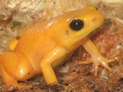 Mantella1.jpg