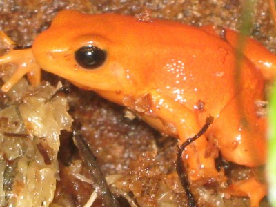 mantella2.jpg
